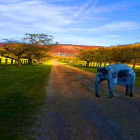 Country Boy (ID 1347) 