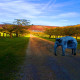 Country Boy (ID 1347) 