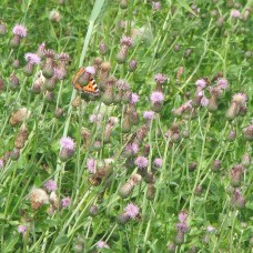 Sommer - Blumen Wiese - Grillen Zirpen - Wanderung - Sound Liste - Freie Verwendung