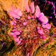 Funky Funghis (ID 050)