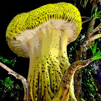Funky Mushroom Banane Nightclub (ID 056)