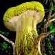 Funky Mushroom Banane Nightclub (ID 056)