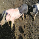 Home & Farm Animals  - FREE Usage