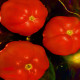 Pulsed Funky Jam (KB 35)