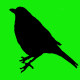 Blackbird (ID 1226)