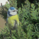 Birds singing sound list - FREE Usage